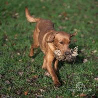 Labrador Retriever - Dogs