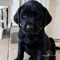 Labrador Retriever - Both