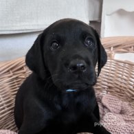 Labrador Retriever - Both