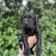 Labrador Retriever - Both