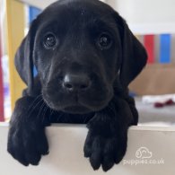 Labrador Retriever - Both