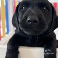 Labrador Retriever - Both