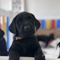 Labrador Retriever - Both