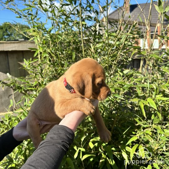 Labrador Retriever - Both