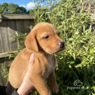 Labrador Retriever - Both