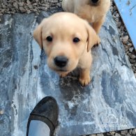 Labrador Retriever - Both