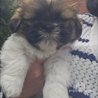 Lhasa Apso - Both