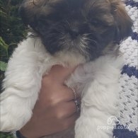 Lhasa Apso - Both