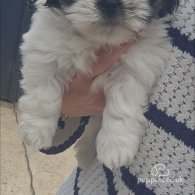 Lhasa Apso - Both