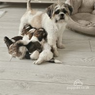 Lhasa Apso - Both