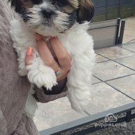 Lhasa Apso - Both