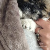 Lhasa Apso - Both