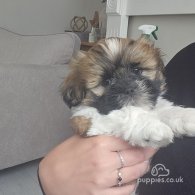 Lhasa Apso - Both