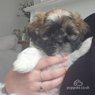 Lhasa Apso - Both