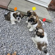 Lhasa Apso - Both