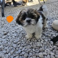 Lhasa Apso - Both