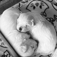 Maltese - Dogs