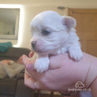 Maltese - Dogs