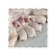 Maltese - Dogs