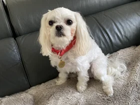 Maltese - Bitches