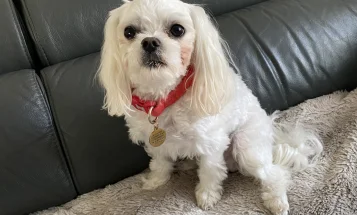 Maltese - Bitches