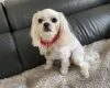 Maltese - Bitches