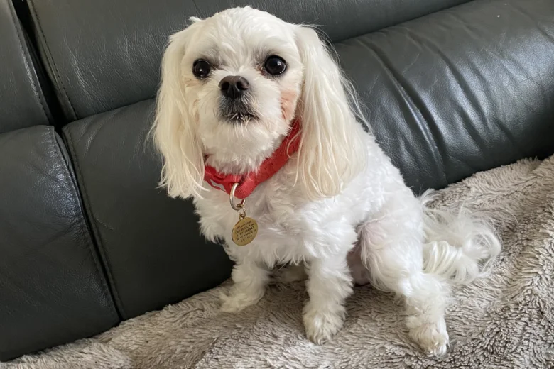 Maltese - Bitches