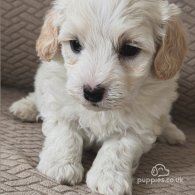 Maltipoo - Both