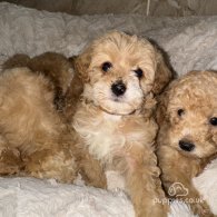 Maltipoo - Both