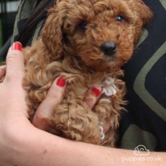 Miniature Poodle - Both