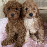 Miniature Poodle - Both