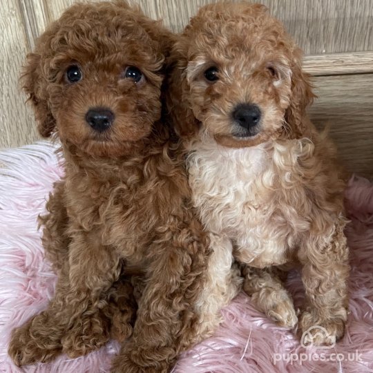 Miniature Poodle - Both