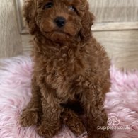 Miniature Poodle - Both