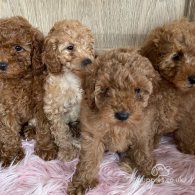 Miniature Poodle - Both