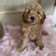 Miniature Poodle - Both