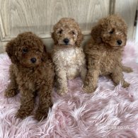 Miniature Poodle - Both