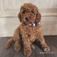 Miniature Poodle - Both