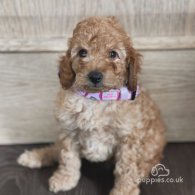 Miniature Poodle - Both