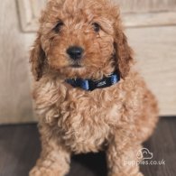 Miniature Poodle - Both