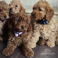 Miniature Poodle - Both