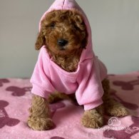 Miniature Poodle - Both