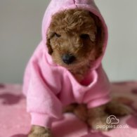 Miniature Poodle - Both