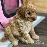 Miniature Poodle - Both