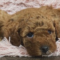 Miniature Poodle - Both