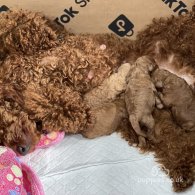 Miniature Poodle - Both