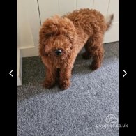 Miniature Poodle - Both