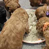 Miniature Poodle - Both