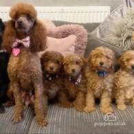 Miniature Poodle - Both