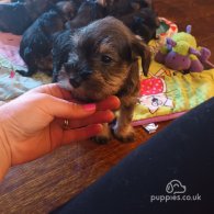 Miniature Schnauzer - Both