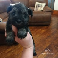 Miniature Schnauzer - Both